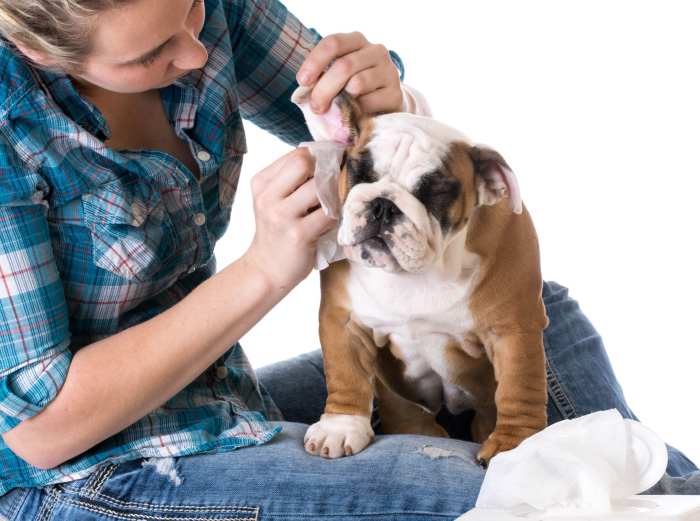 Diy ear cleaner for dogs