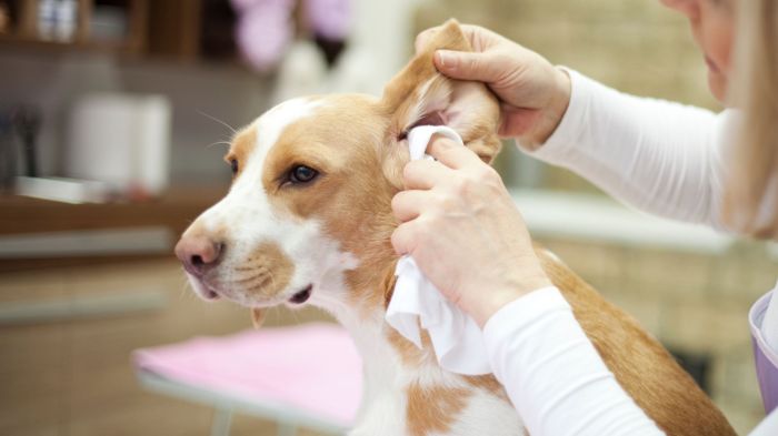 Diy ear cleaner for dogs